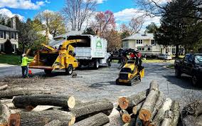 How Our Tree Care Process Works  in  Rock Hill, NY